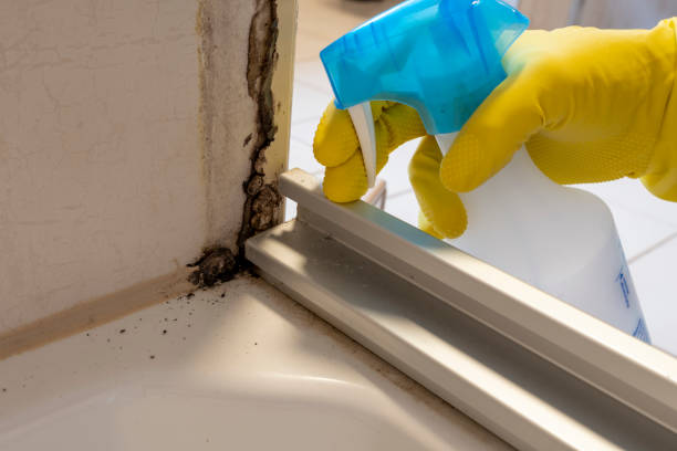 Why You Should Choose Our Mold Remediation Services in Newport, WA